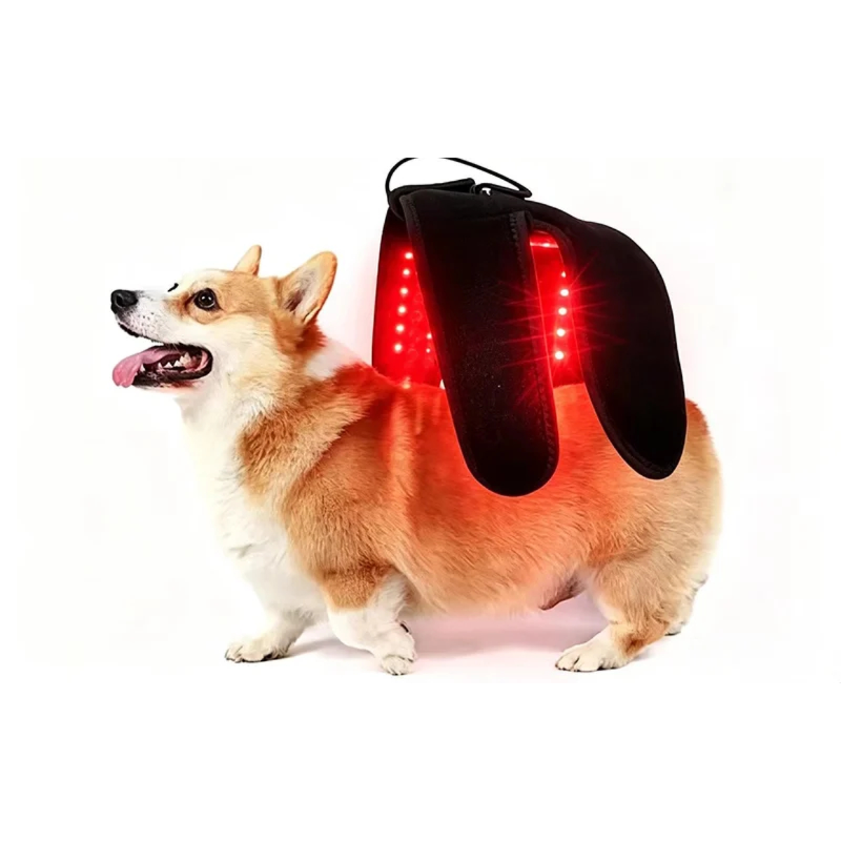Wearable Red Light Therapy for Pets