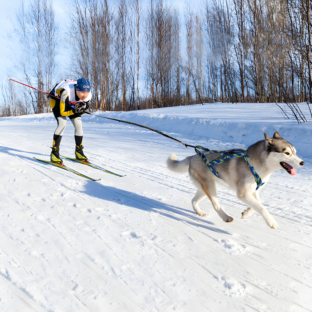 Reflective Dog Sled Harness