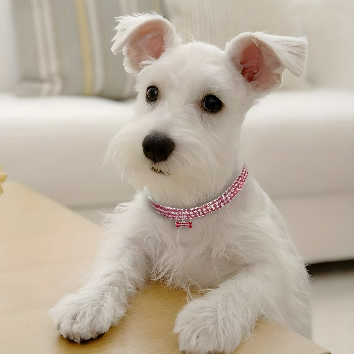Rhinestone Pet Collar