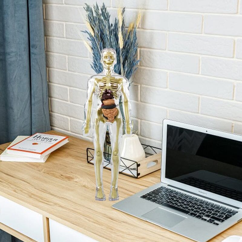 3D Anatomiskt korrekt skelett - Leksaksmodell
