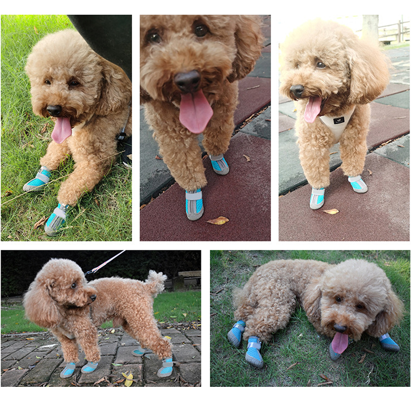 Hundeschuhe für heißen Asphalt