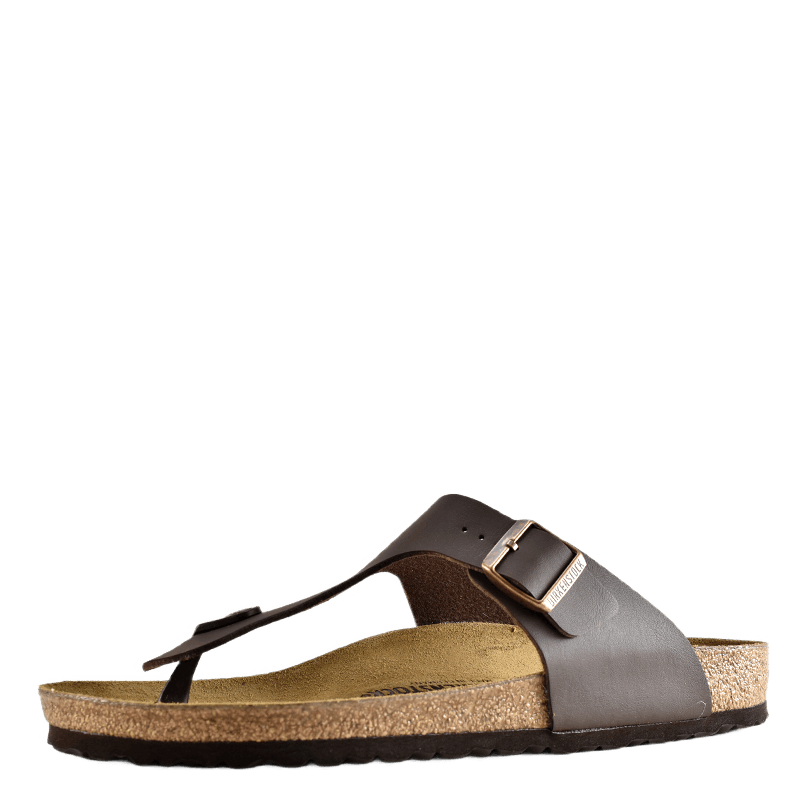 Ramses (normal) Brown