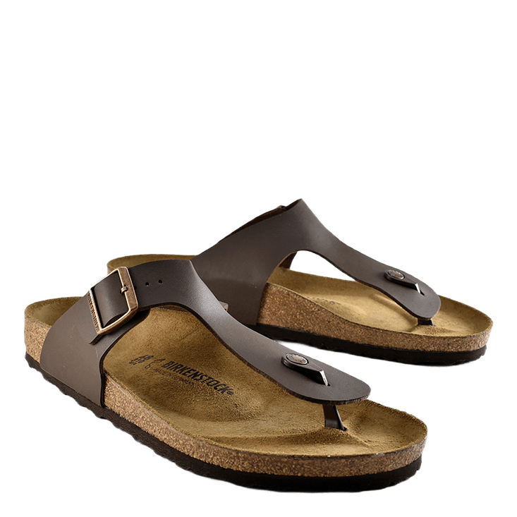 Ramses (normal) Brown