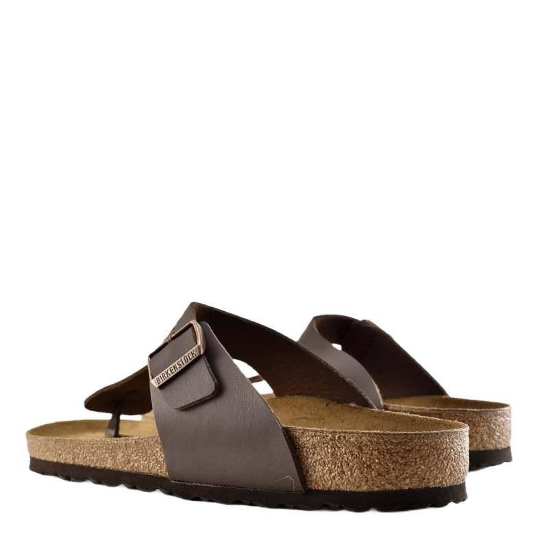 Ramses (normal) Brown
