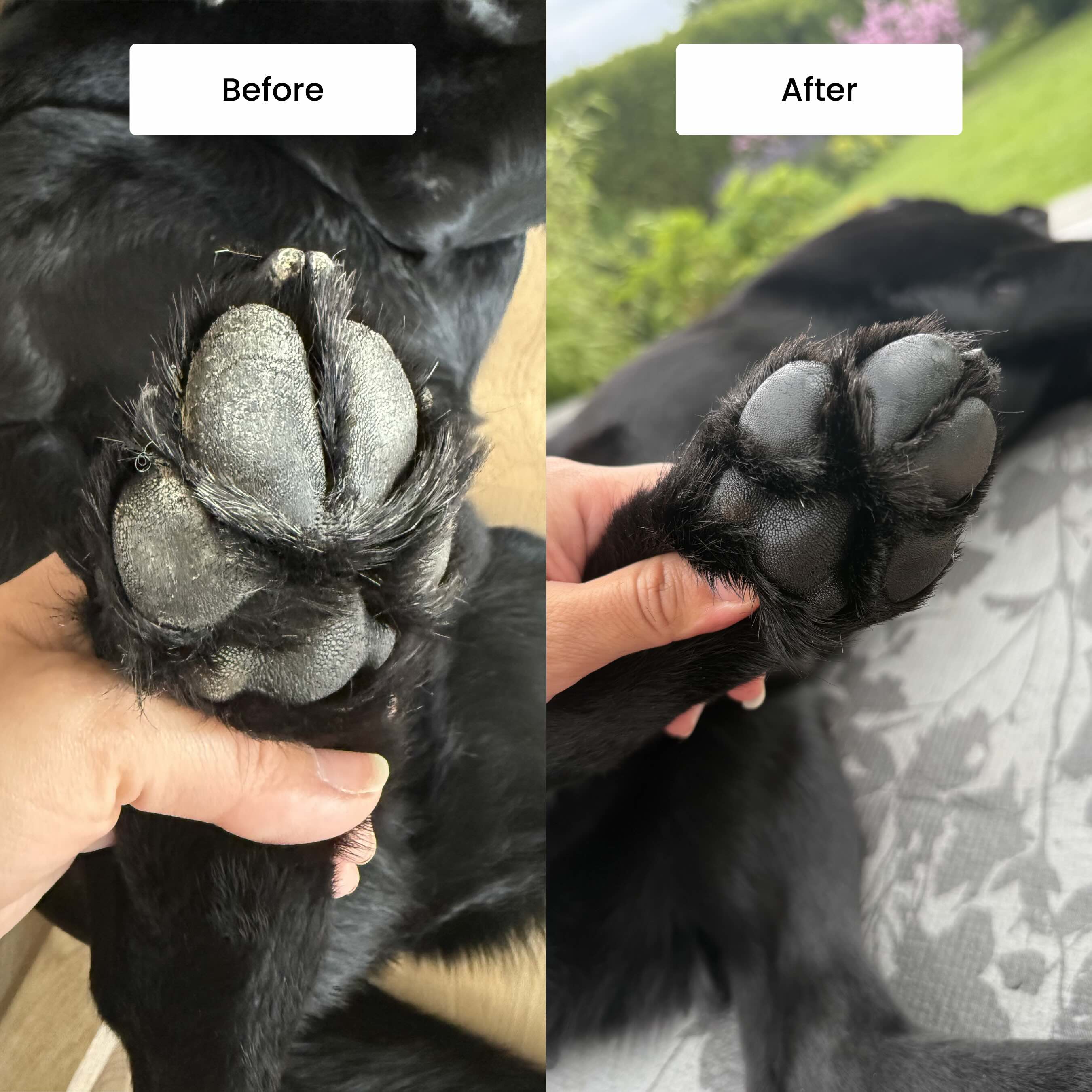 Paw Protect Balm