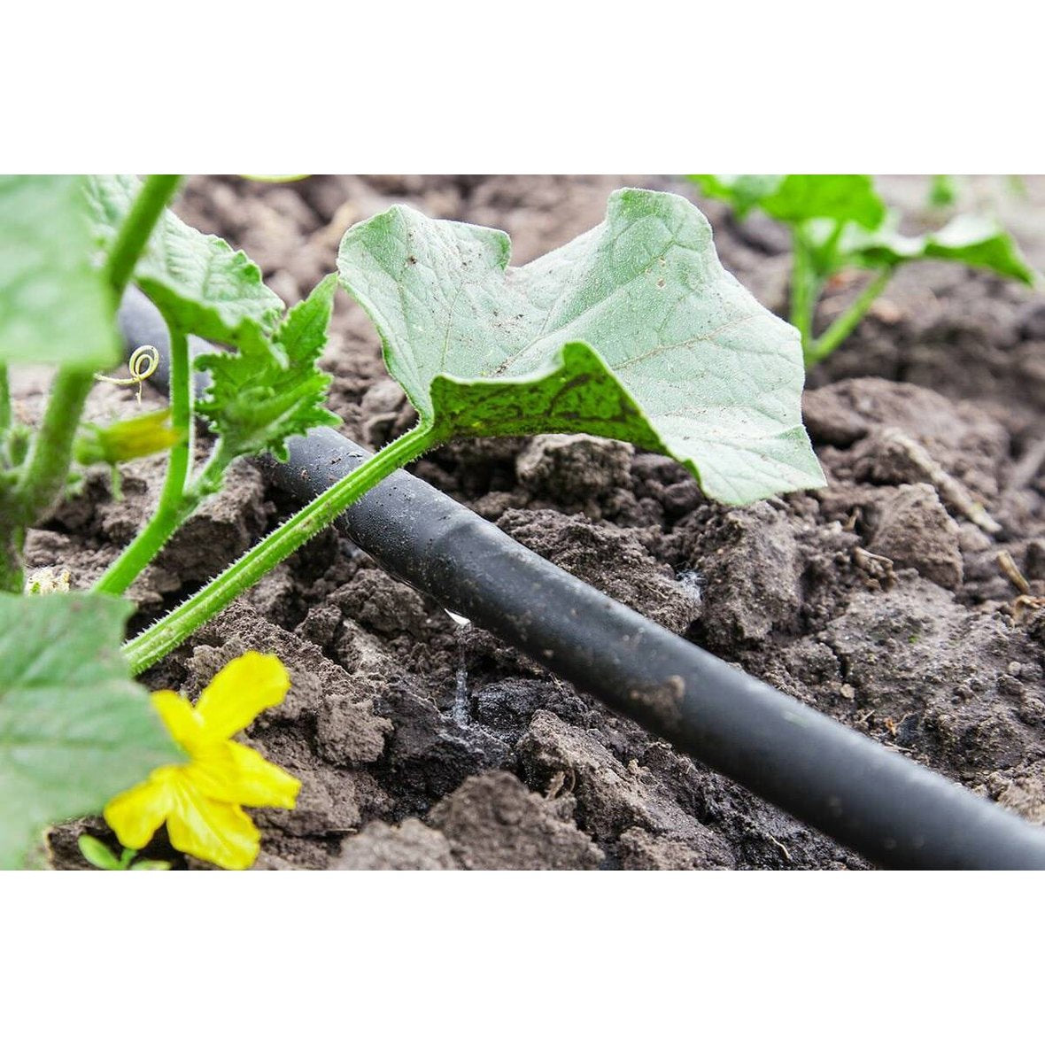 Droppslang, 50 meter, Startset - Fraktfri » Ecoplant