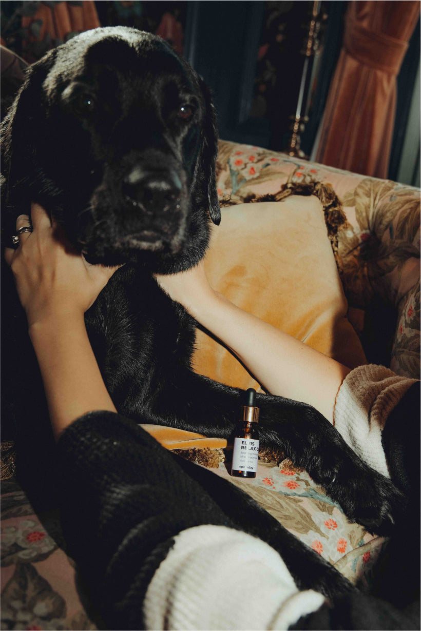 Total Relaxation Kit - For Stressed Dogs