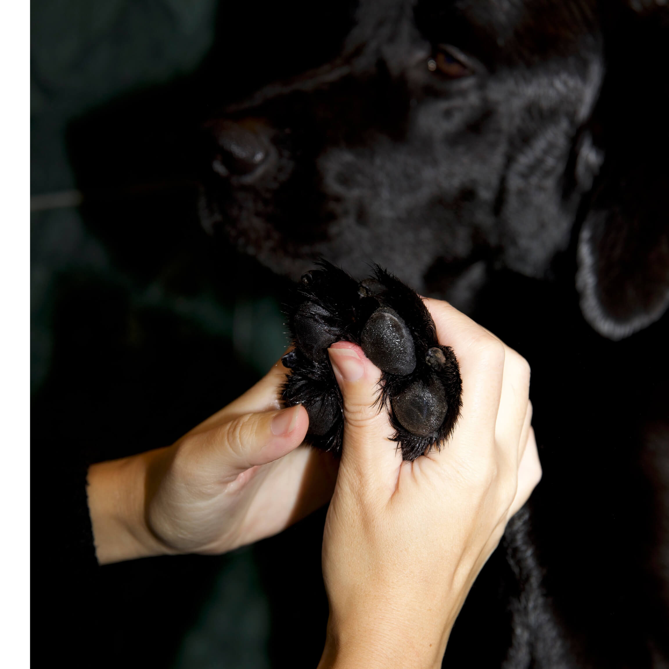 Pawdicure Set - For Dry and Dirty Paws