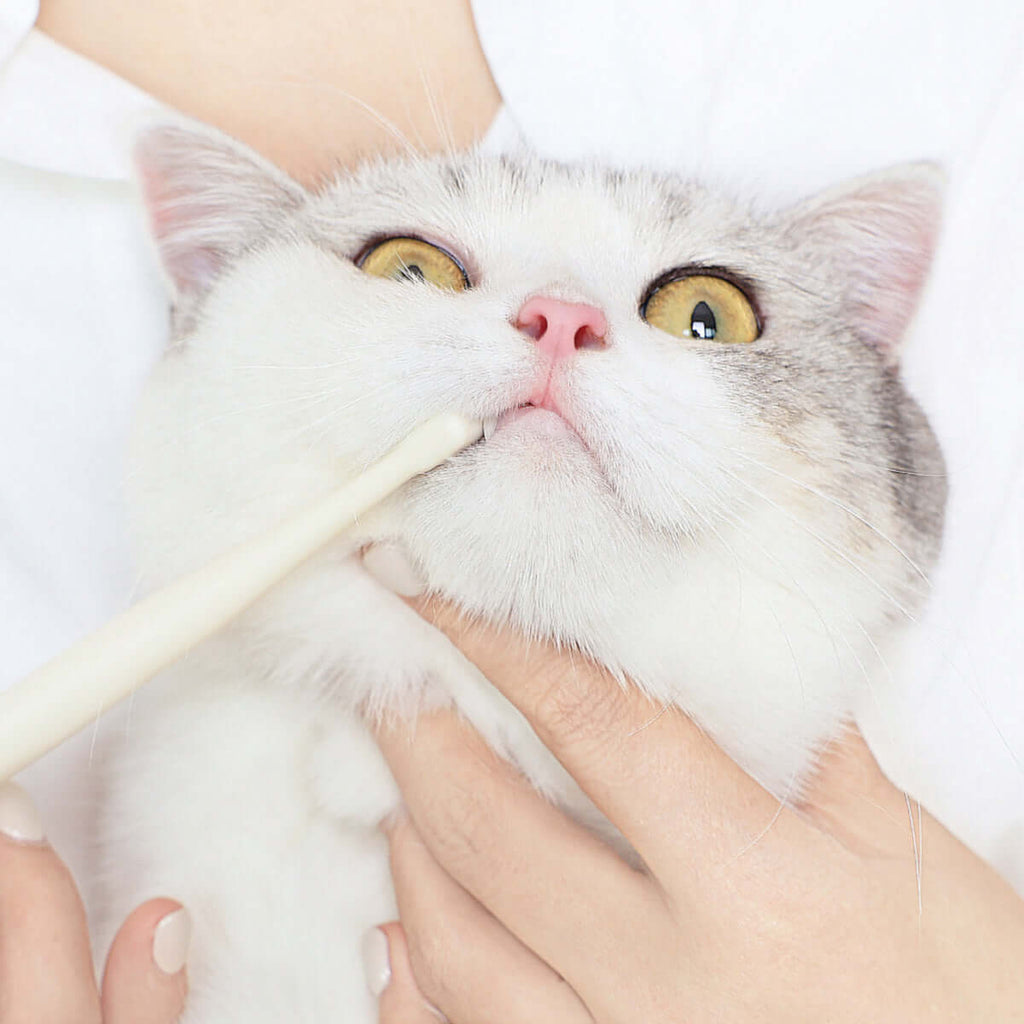 Hygienic Pet Toothbrush-2